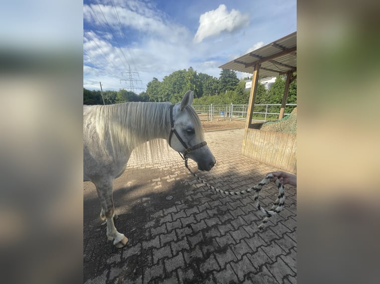 Koń czystej krwi arabskiej Wałach 5 lat 156 cm Siwa in Hilden