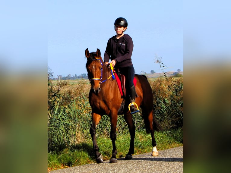 Koń czystej krwi arabskiej Wałach 5 lat 158 cm Gniada in Kehl
