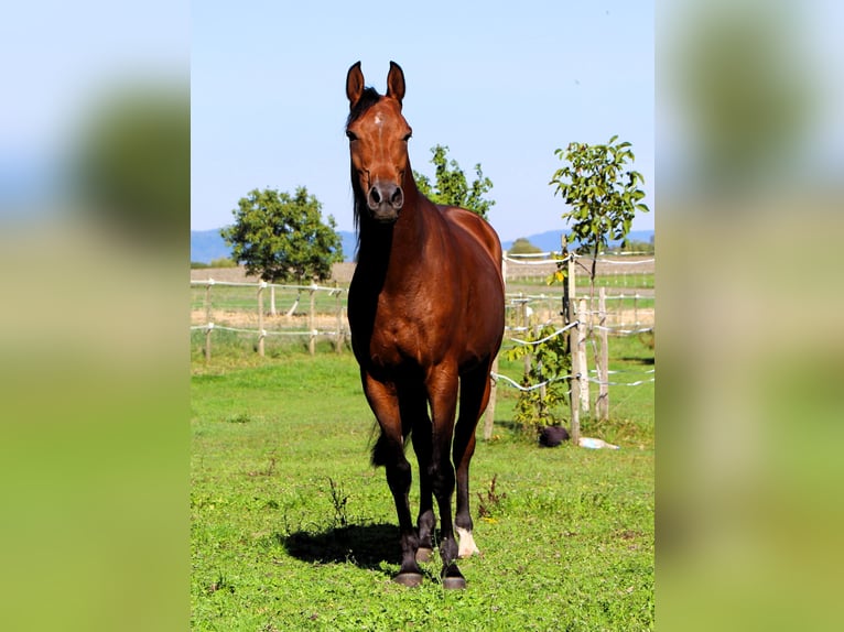 Koń czystej krwi arabskiej Wałach 5 lat 158 cm Gniada in Kehl