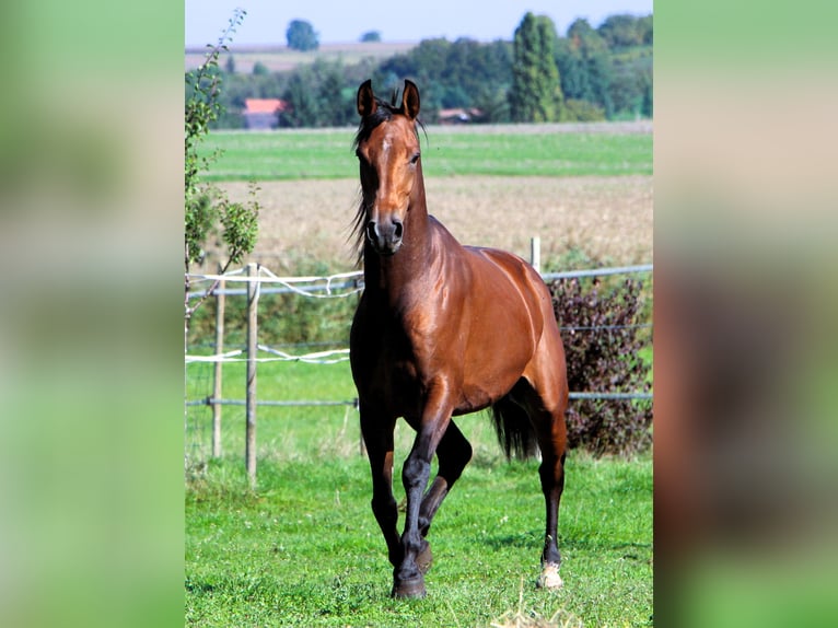 Koń czystej krwi arabskiej Wałach 5 lat 158 cm Gniada in Kehl