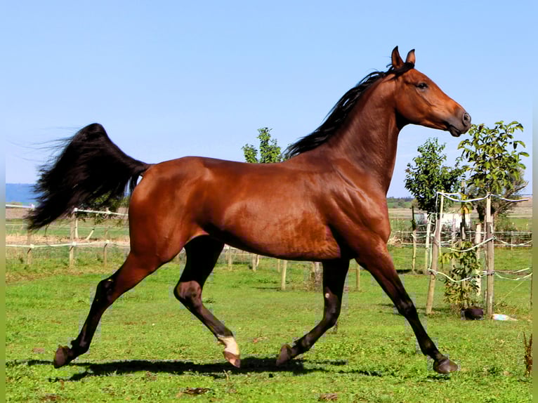 Koń czystej krwi arabskiej Wałach 5 lat 158 cm Gniada in Kehl