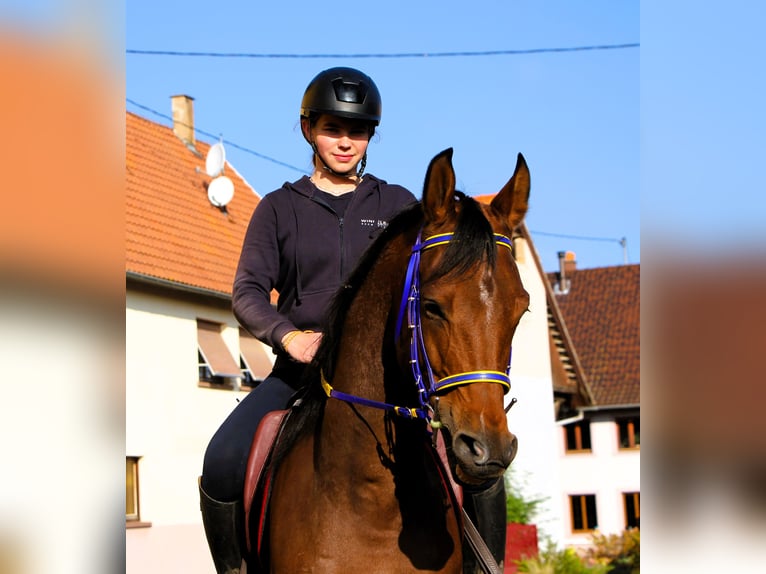 Koń czystej krwi arabskiej Wałach 5 lat 158 cm Gniada in Kehl