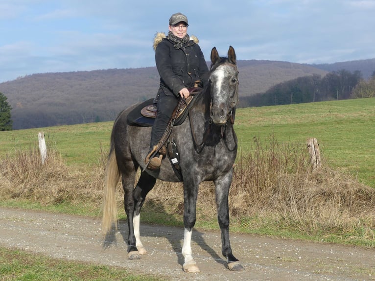 Koń czystej krwi arabskiej Wałach 5 lat 158 cm Siwa in Herzberg am Harz