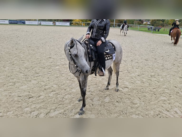 Koń czystej krwi arabskiej Wałach 5 lat 162 cm Siwa in Clausthal-Zellerfeld