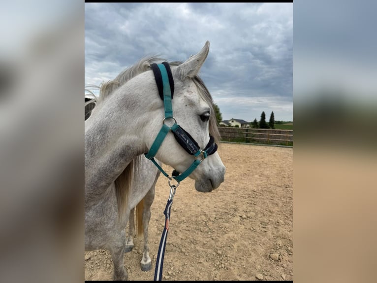 Koń czystej krwi arabskiej Wałach 6 lat 145 cm Siwa in Mettlach