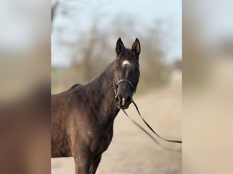 Koń czystej krwi arabskiej Mix Wałach 6 lat 150 cm Kara in Lébény