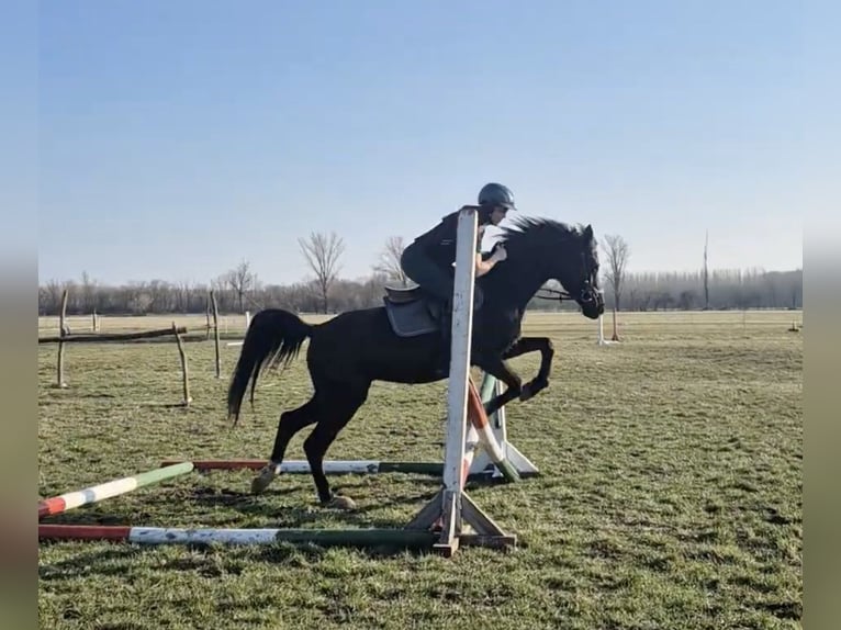Koń czystej krwi arabskiej Mix Wałach 6 lat 150 cm Kara in Lébény
