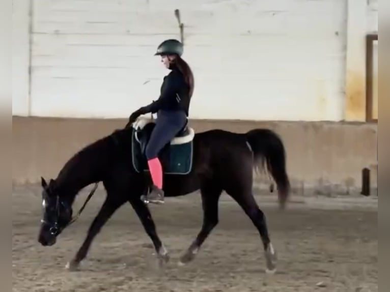 Koń czystej krwi arabskiej Mix Wałach 6 lat 150 cm Kara in Lébény