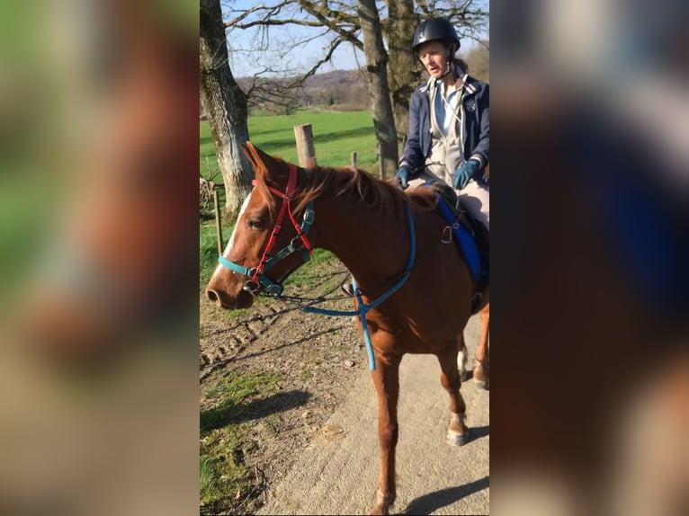 Koń czystej krwi arabskiej Wałach 6 lat 154 cm Kasztanowata in Glanges