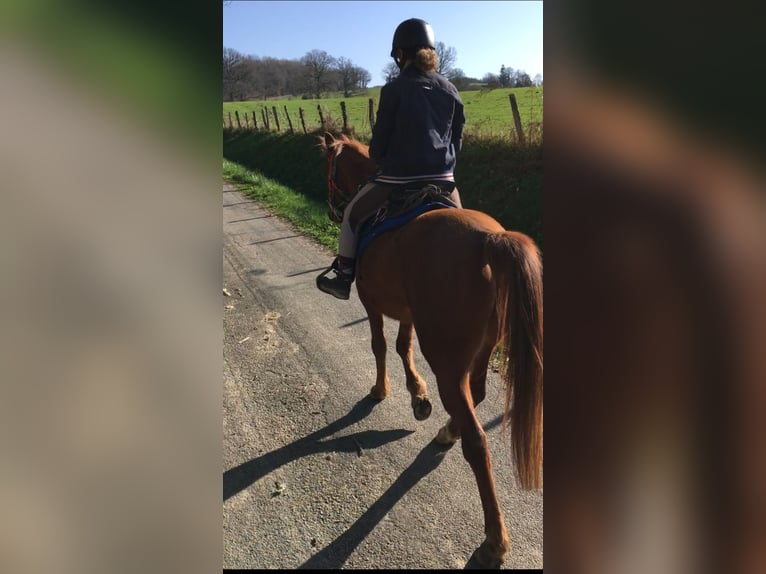 Koń czystej krwi arabskiej Wałach 6 lat 154 cm Kasztanowata in Glanges