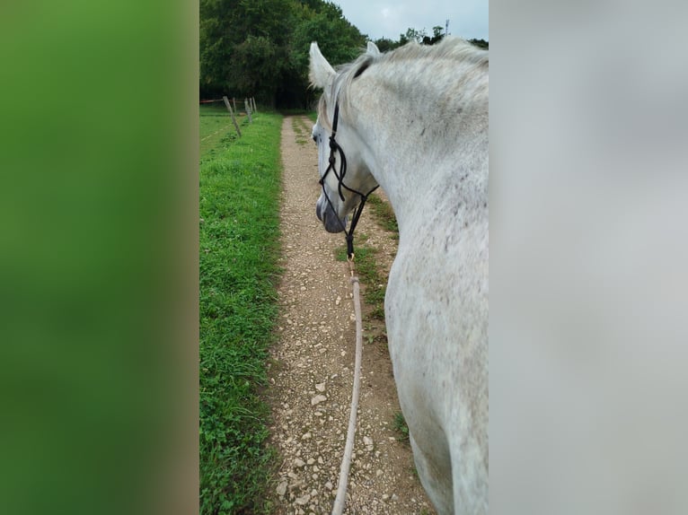 Koń czystej krwi arabskiej Wałach 6 lat 154 cm Siwa in Chemaudin