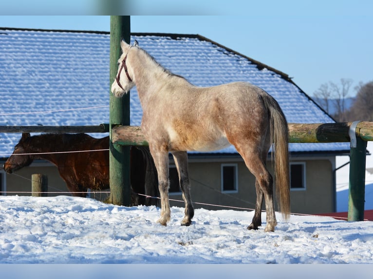 Koń czystej krwi arabskiej Wałach 6 lat 156 cm Siwa jabłkowita in Hartkirchen
