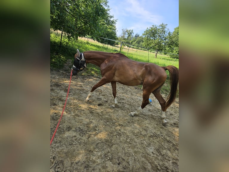 Koń czystej krwi arabskiej Wałach 6 lat 157 cm Kasztanowata in Heitersheim
