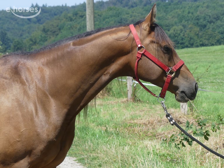Koń czystej krwi arabskiej Wałach 6 lat 158 cm Ciemnogniada in Herzberg am Harz
