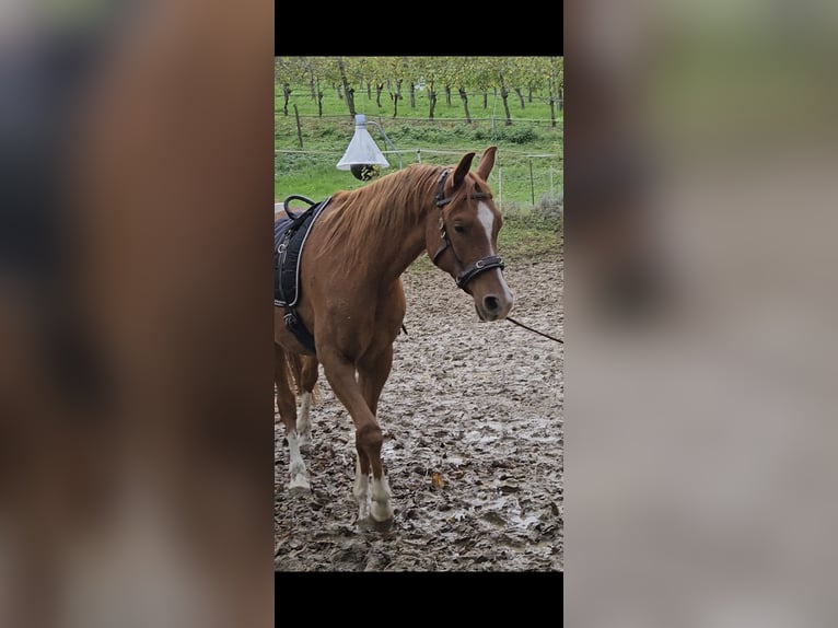 Koń czystej krwi arabskiej Wałach 6 lat 158 cm Kasztanowata in Heitersheim