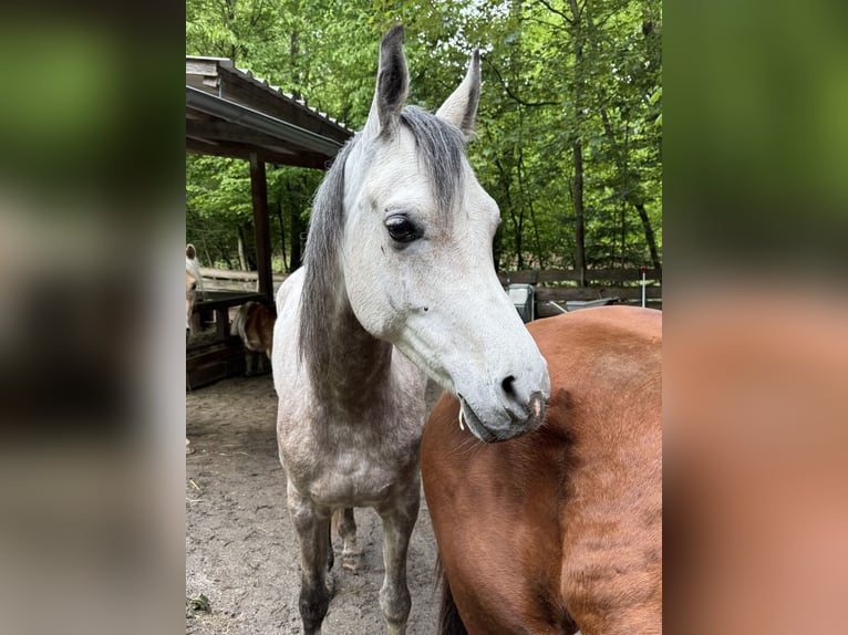 Koń czystej krwi arabskiej Wałach 6 lat 158 cm Siwa jabłkowita in Schardenberg