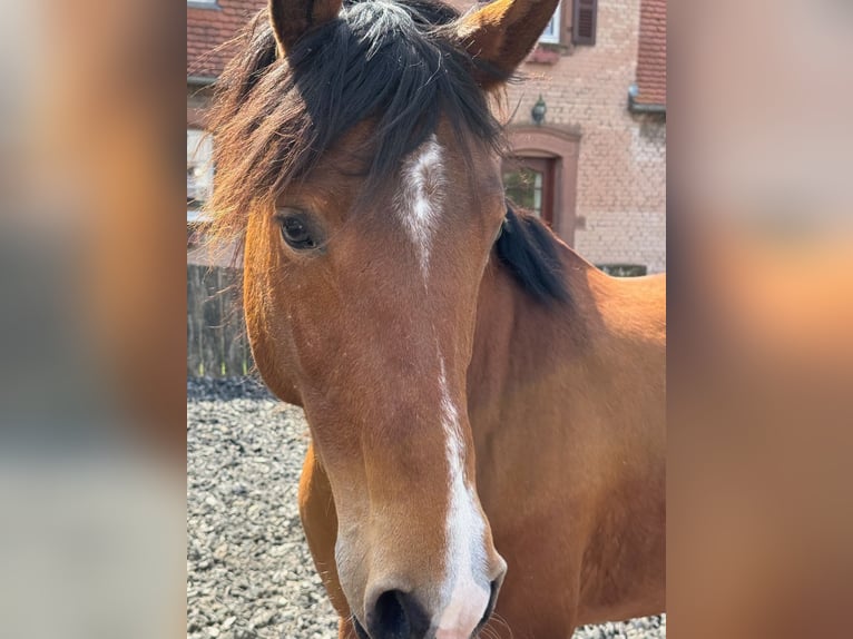 Koń czystej krwi arabskiej Wałach 6 lat 163 cm Gniada in Mandelbachtal