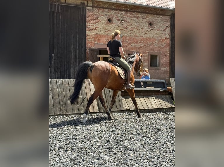 Koń czystej krwi arabskiej Wałach 6 lat 163 cm Gniada in Mandelbachtal
