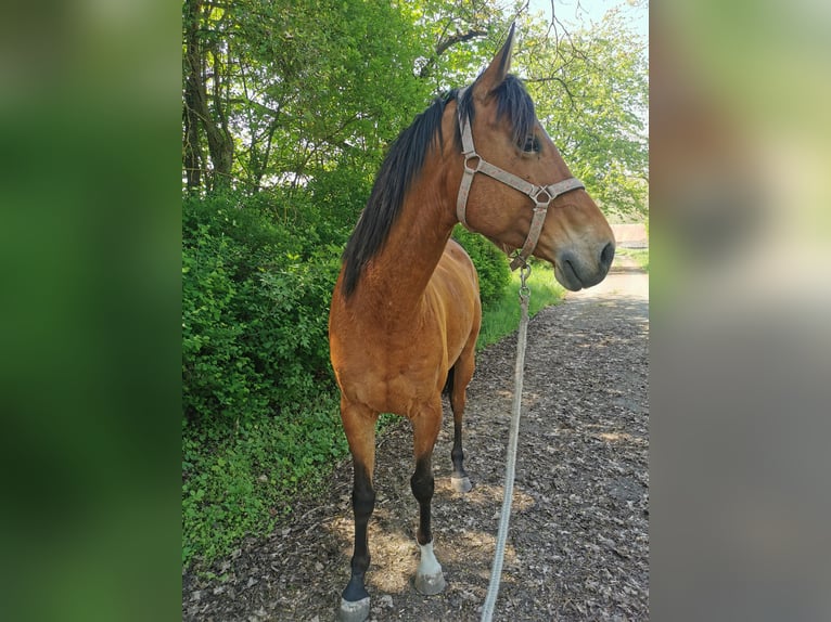 Koń czystej krwi arabskiej Wałach 6 lat 163 cm Gniada in Mandelbachtal