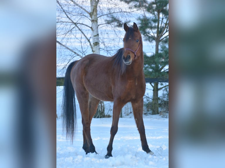 Koń czystej krwi arabskiej Wałach 6 lat 163 cm Gniada in Hartkirchen