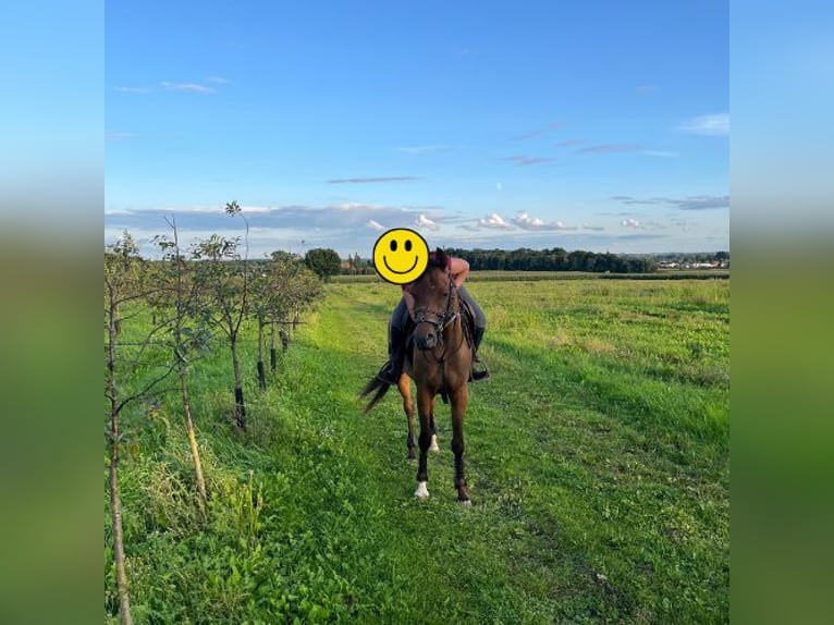 Koń czystej krwi arabskiej Wałach 6 lat Gniada in Sint-Truiden