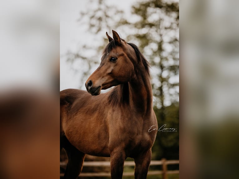 Koń czystej krwi arabskiej Wałach 6 lat Gniada in Sint-Truiden