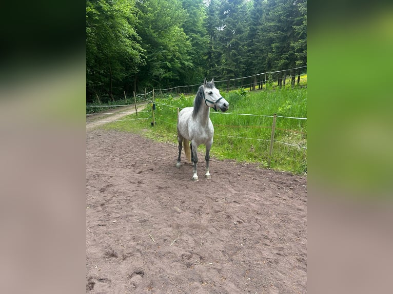 Koń czystej krwi arabskiej Wałach 7 lat 149 cm Może być siwy in Koblenz