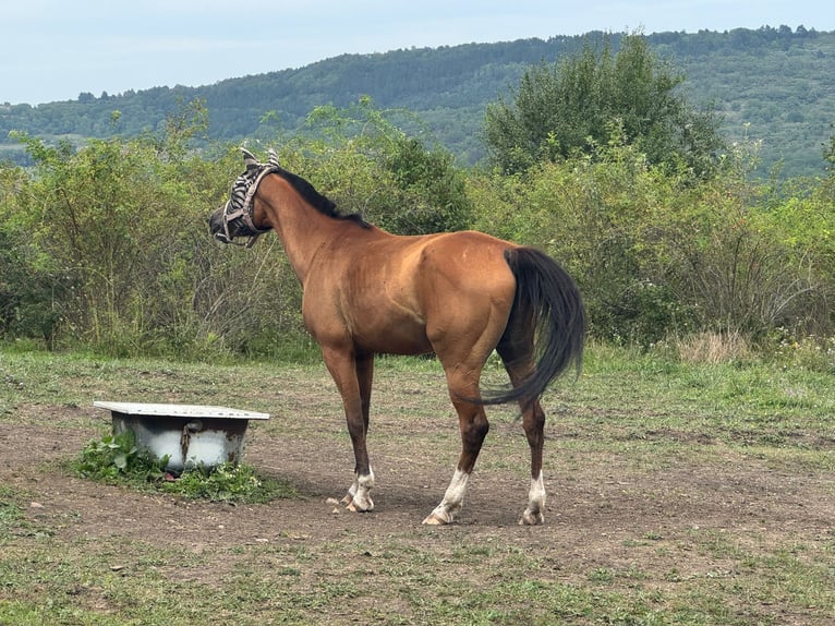 Koń czystej krwi arabskiej Wałach 7 lat 150 cm Gniada in Sibiu