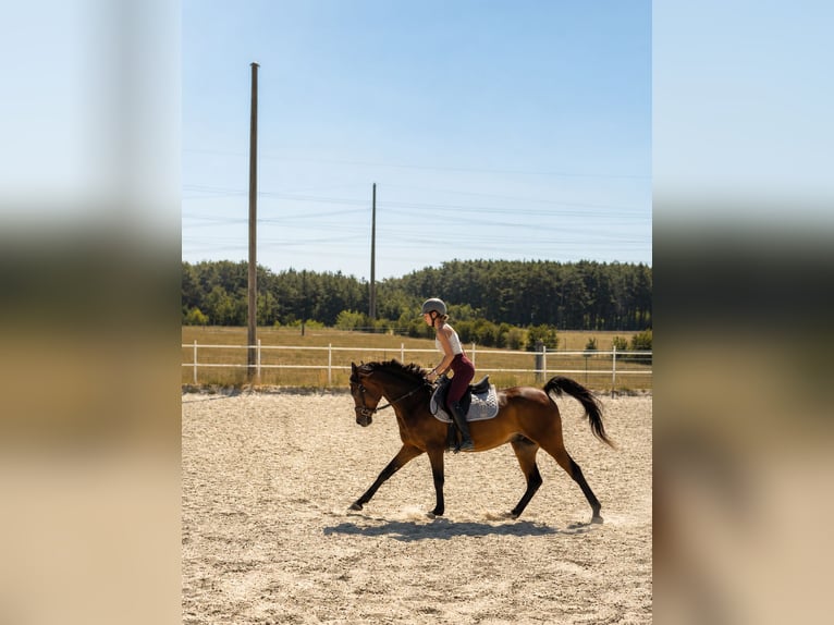 Koń czystej krwi arabskiej Wałach 7 lat 150 cm Gniada in Neusiedl am Steinfeld