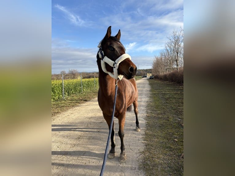Koń czystej krwi arabskiej Wałach 7 lat 150 cm Gniada in Neusiedl am Steinfeld