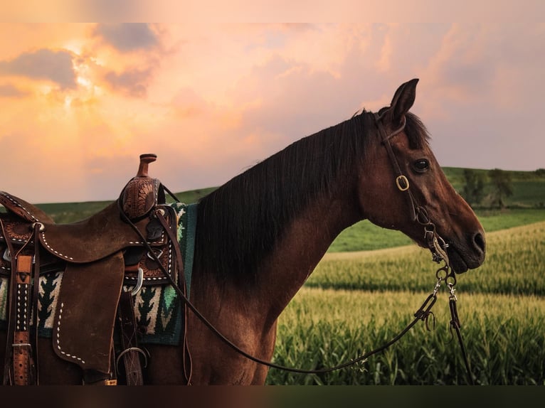 Koń czystej krwi arabskiej Wałach 7 lat 150 cm Gniada in Battle Creek Koń czystej krwi arabskiej Wałach 7 lat 150 cm Gniada in Battle Creek