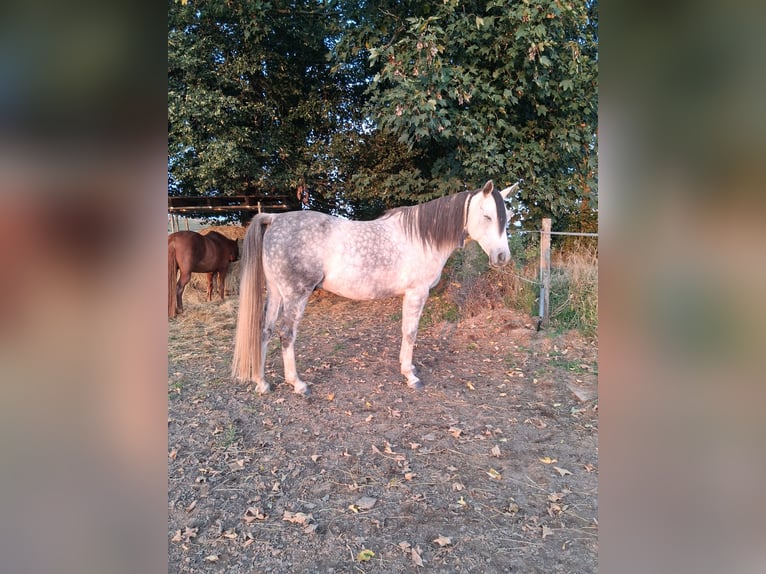 Koń czystej krwi arabskiej Wałach 7 lat 152 cm Siwa jabłkowita in Schmitt