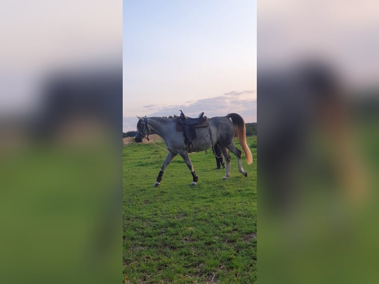 Koń czystej krwi arabskiej Wałach 7 lat 152 cm Siwa jabłkowita in Schmitt