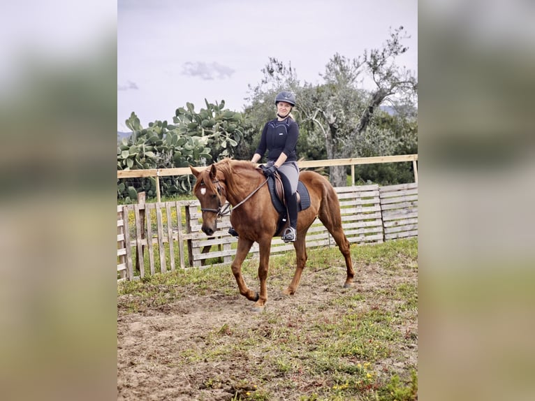 Koń czystej krwi arabskiej Wałach 7 lat 155 cm Kasztanowata in Sorso