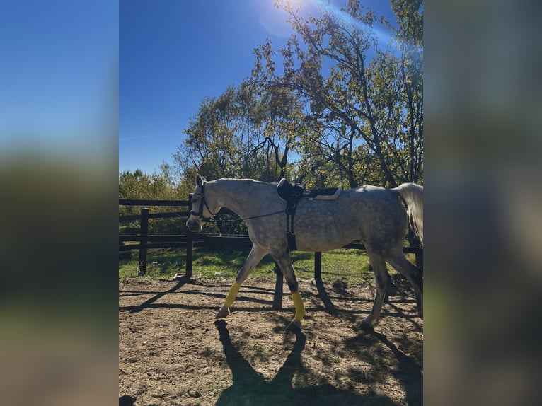 Koń czystej krwi arabskiej Wałach 7 lat 158 cm Siwa in Ocina de Sus