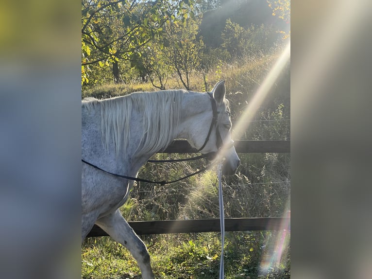 Koń czystej krwi arabskiej Wałach 7 lat 158 cm Siwa in Ocina de Sus