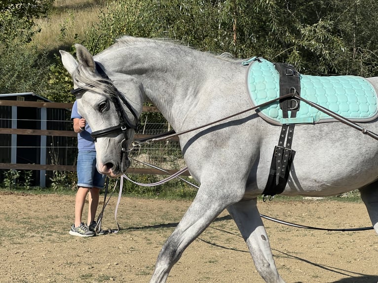 Koń czystej krwi arabskiej Wałach 7 lat 158 cm Siwa in Ocina de Sus