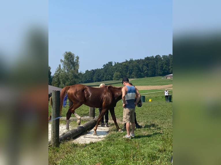 Koń czystej krwi arabskiej Wałach 7 lat 160 cm Kasztanowata in Reinach AG