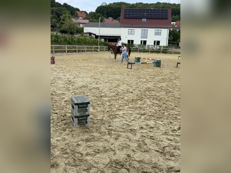 Koń czystej krwi arabskiej Wałach 8 lat 152 cm Kasztanowata in Steinheim