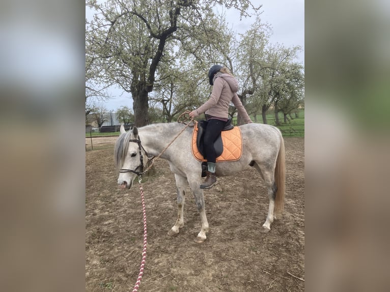 Koń czystej krwi arabskiej Wałach 9 lat 150 cm Siwa in Adelshofen