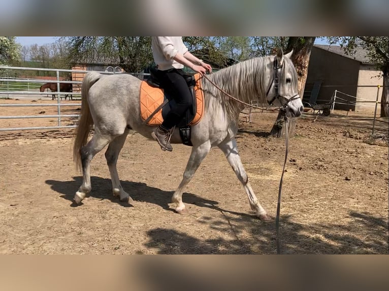 Koń czystej krwi arabskiej Wałach 9 lat 150 cm Siwa in Adelshofen
