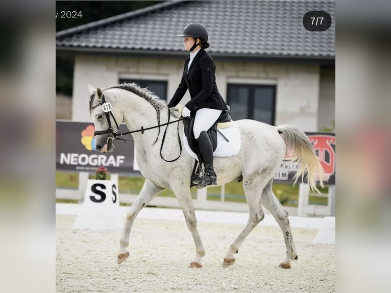 Koń czystej krwi arabskiej Wałach 9 lat 150 cm Siwa in Jelenia Góra