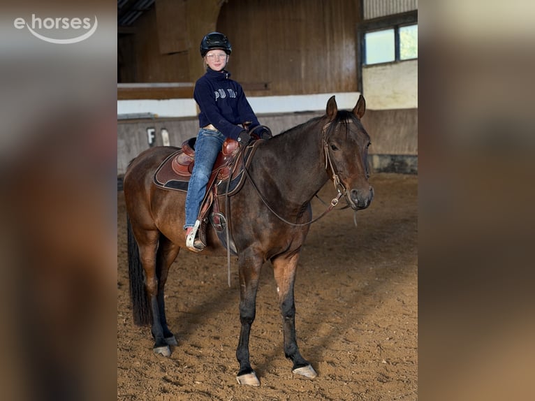 Koń czystej krwi arabskiej Wałach 9 lat 155 cm Ciemnogniada in Herzberg am Harz