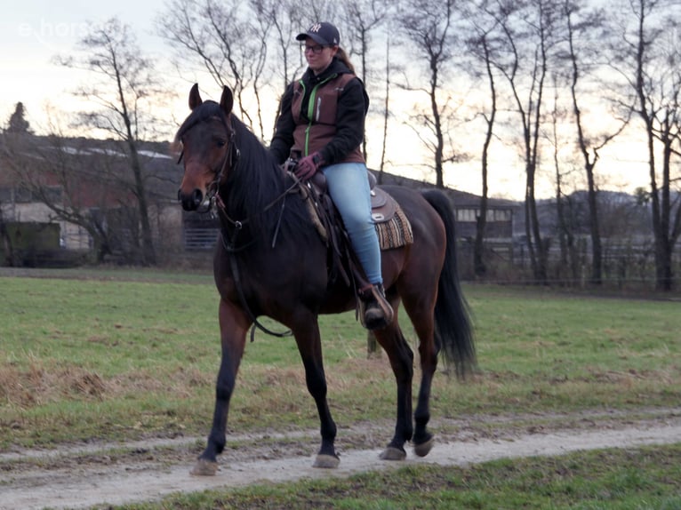 Koń czystej krwi arabskiej Wałach 9 lat 155 cm Ciemnogniada in Herzberg am Harz