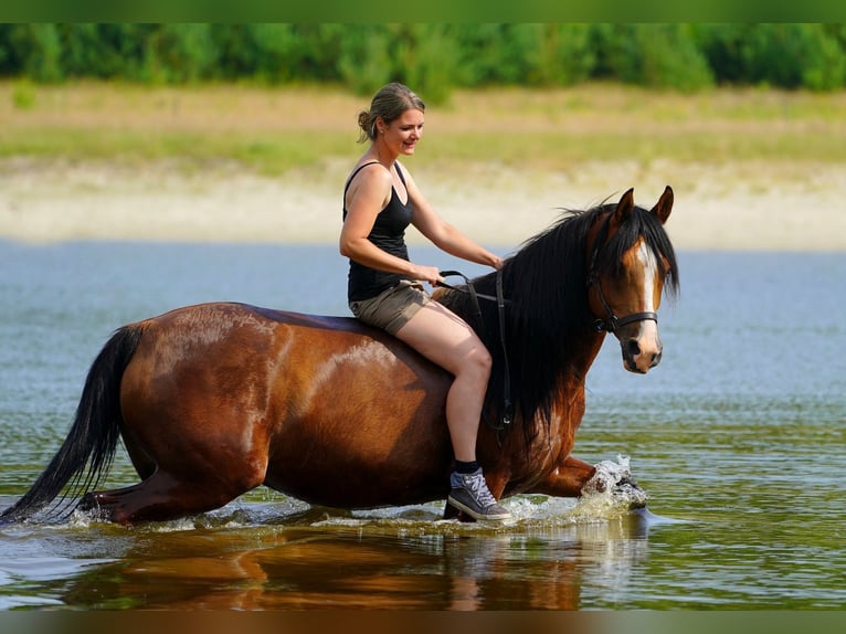 Koń czystej krwi arabskiej Wałach 9 lat 155 cm Gniada in Zuidveld
