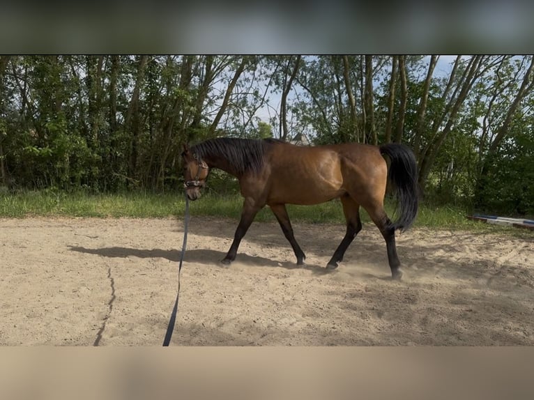 Koń czystej krwi arabskiej Wałach 9 lat 156 cm Gniada in Büttelborn