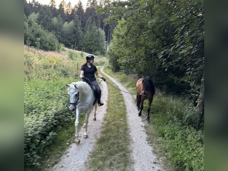 Koń czystej krwi arabskiej Wałach 9 lat 160 cm Siwa in Fraunberg