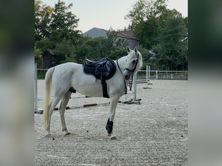 Koń czystej krwi arabskiej Wałach 9 lat 160 cm Siwa in Fraunberg