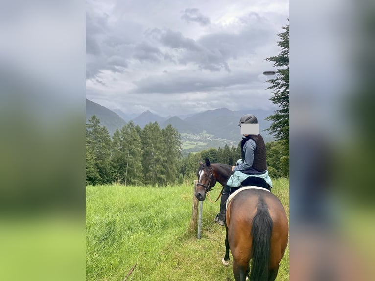 Koń czystej krwi arabskiej Wałach 9 lat 161 cm Ciemnogniada in Gmunden