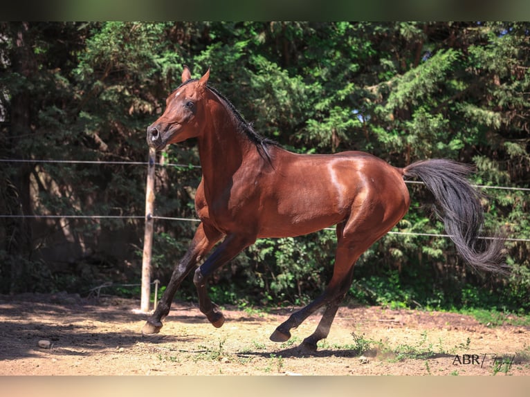 Koń czystej krwi arabskiej Wałach 10 lat 154 cm Gniada in Alcobaça